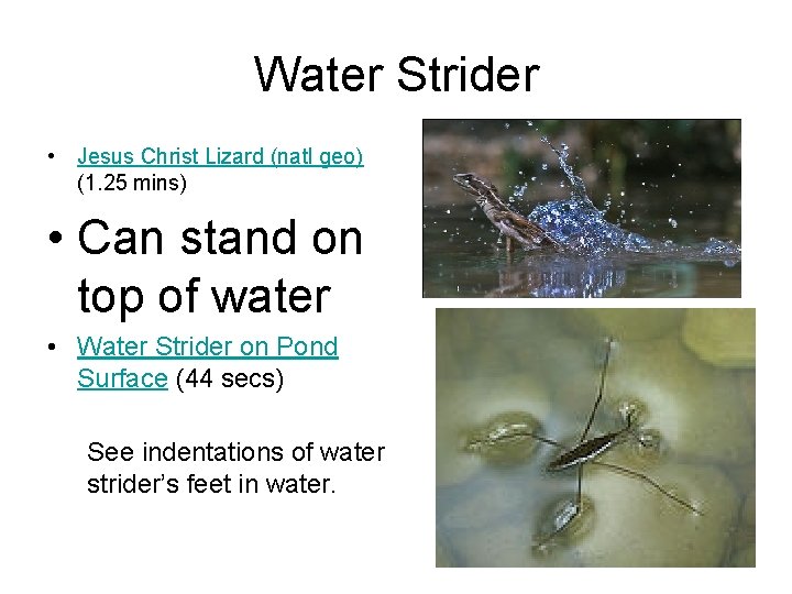 Water Strider • Jesus Christ Lizard (natl geo) (1. 25 mins) • Can stand