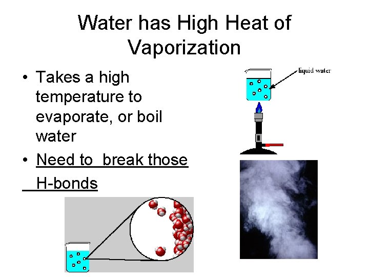 Water has High Heat of Vaporization • Takes a high temperature to evaporate, or