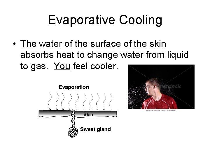 Evaporative Cooling • The water of the surface of the skin absorbs heat to