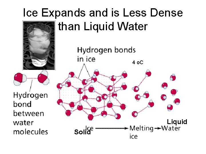 Ice Expands and is Less Dense than Liquid Water 4 o. C Liquid Solid