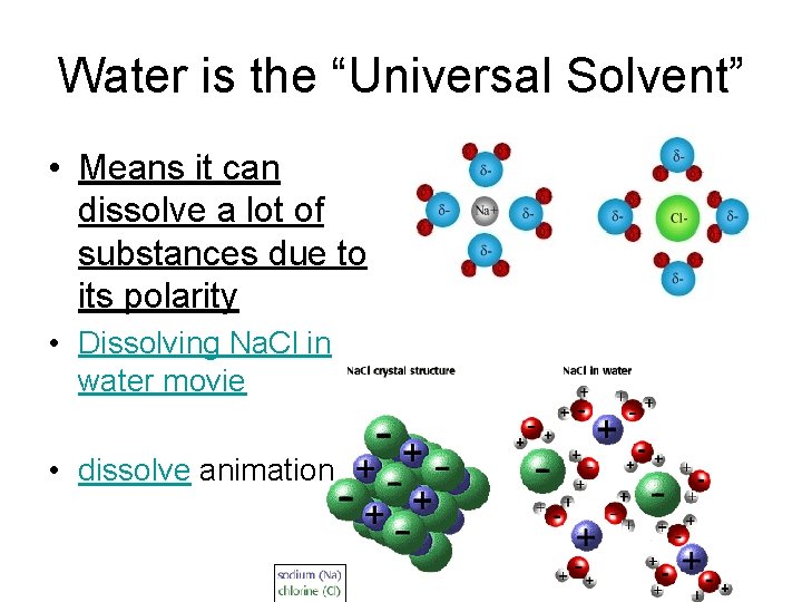 Water is the “Universal Solvent” • Means it can dissolve a lot of substances