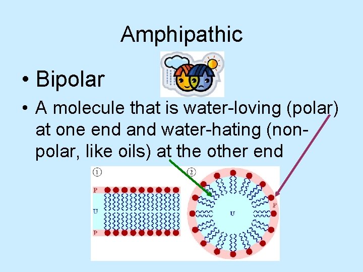 Amphipathic • Bipolar • A molecule that is water-loving (polar) at one end and