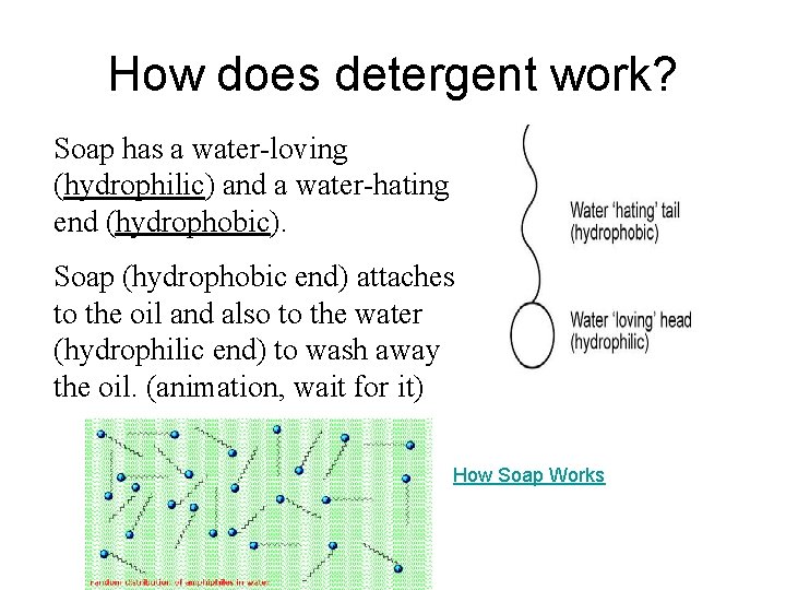 How does detergent work? Soap has a water-loving (hydrophilic) and a water-hating end (hydrophobic).
