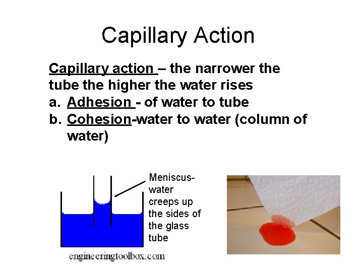 Capillary Action Capillary action – the narrower the tube the higher the water rises