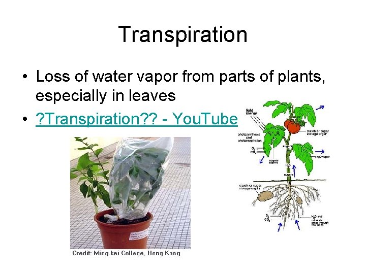 Transpiration • Loss of water vapor from parts of plants, especially in leaves •