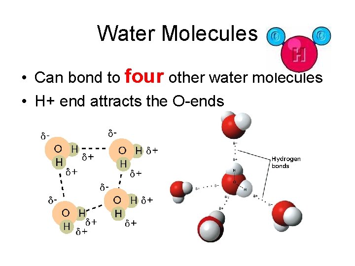 Water Molecules • Can bond to four other water molecules • H+ end attracts