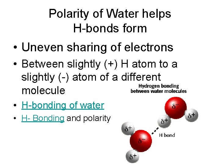 Polarity of Water helps H-bonds form • Uneven sharing of electrons • Between slightly