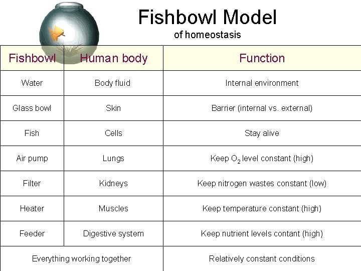 Fishbowl Model of homeostasis Fishbowl Human body Function Water Body fluid Internal environment Glass