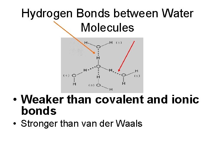 Hydrogen Bonds between Water Molecules • Weaker than covalent and ionic bonds • Stronger