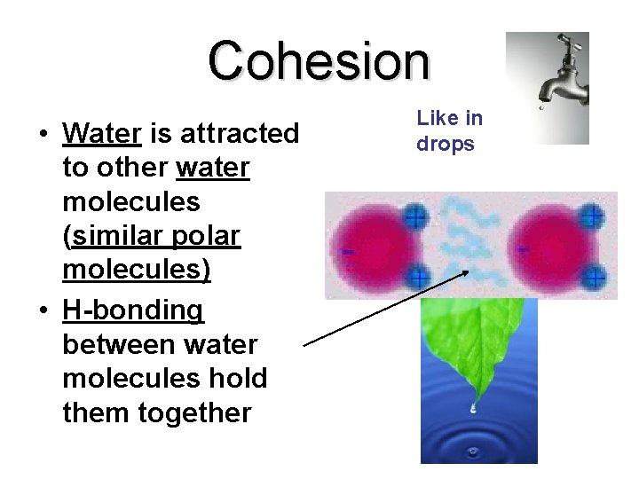 Cohesion • Water is attracted to other water molecules (similar polar molecules) • H-bonding