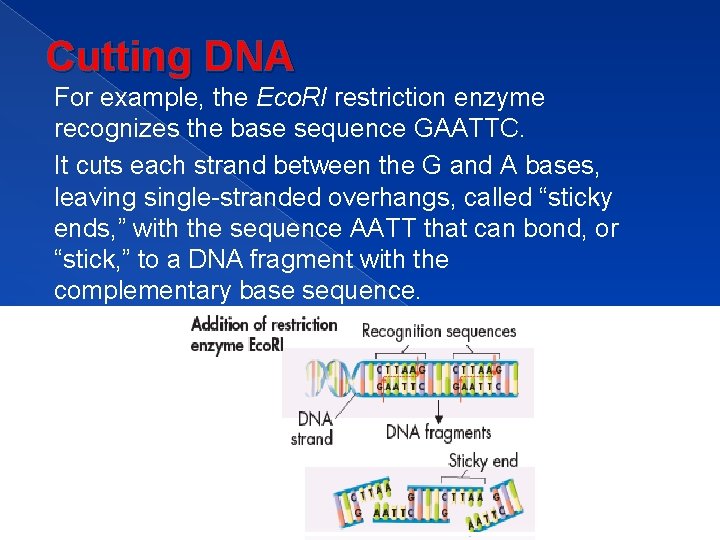 Cutting DNA For example, the Eco. RI restriction enzyme recognizes the base sequence GAATTC.