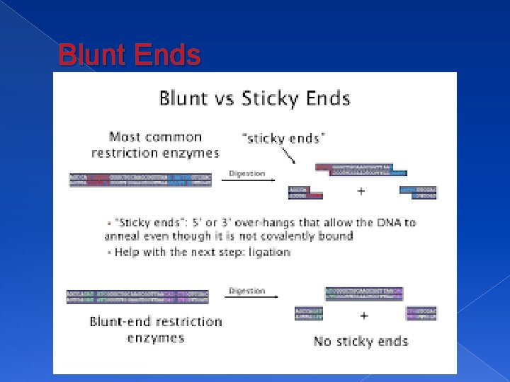 Blunt Ends 