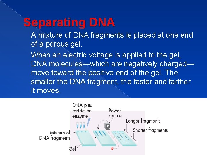 Separating DNA A mixture of DNA fragments is placed at one end of a