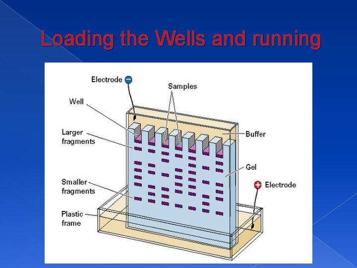 Loading the Wells and running 