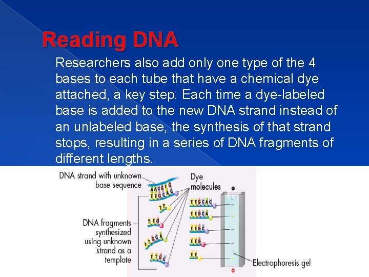 Reading DNA Researchers also add only one type of the 4 bases to each
