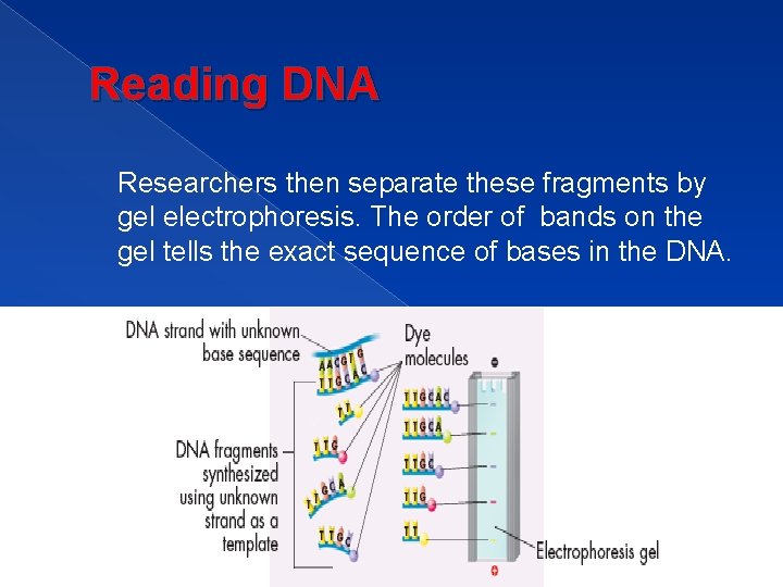 Reading DNA Researchers then separate these fragments by gel electrophoresis. The order of bands