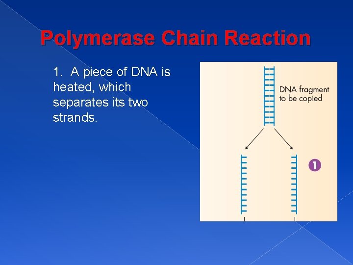 Polymerase Chain Reaction 1. A piece of DNA is heated, which separates its two