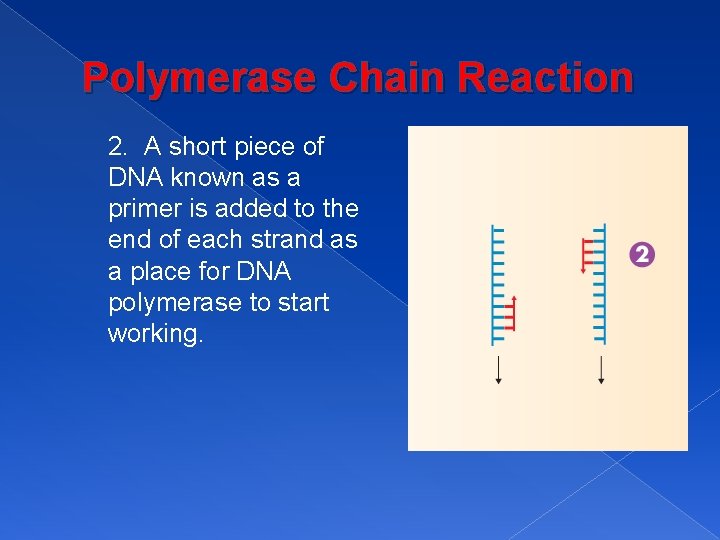 Polymerase Chain Reaction 2. A short piece of DNA known as a primer is