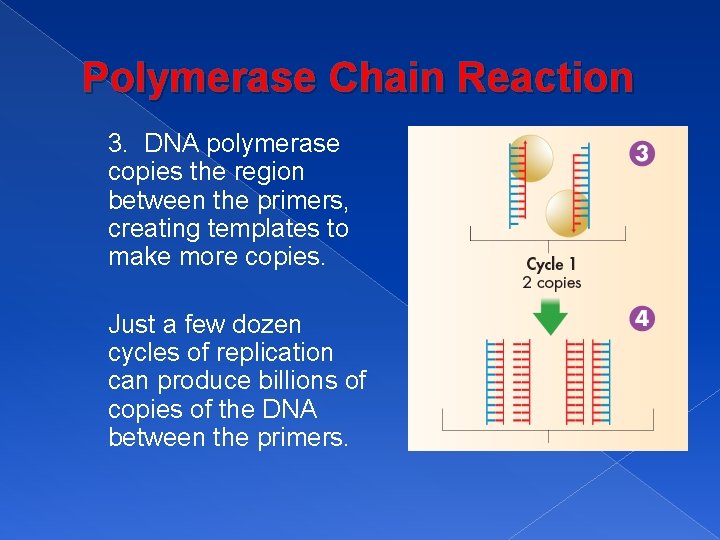 Polymerase Chain Reaction 3. DNA polymerase copies the region between the primers, creating templates