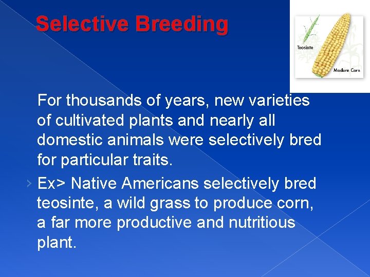 Selective Breeding For thousands of years, new varieties of cultivated plants and nearly all
