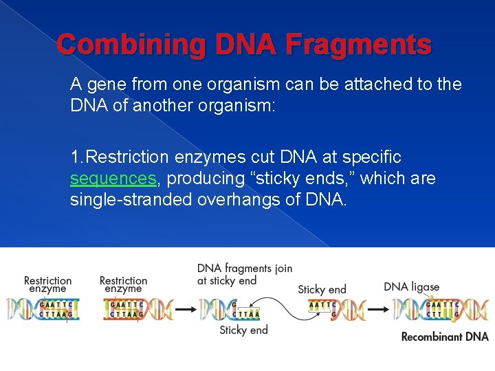Combining DNA Fragments A gene from one organism can be attached to the DNA