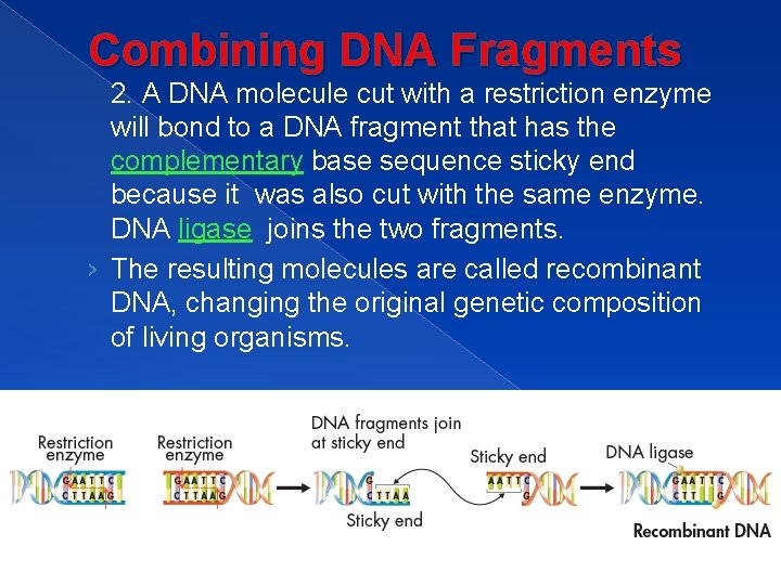 Combining DNA Fragments 2. A DNA molecule cut with a restriction enzyme will bond