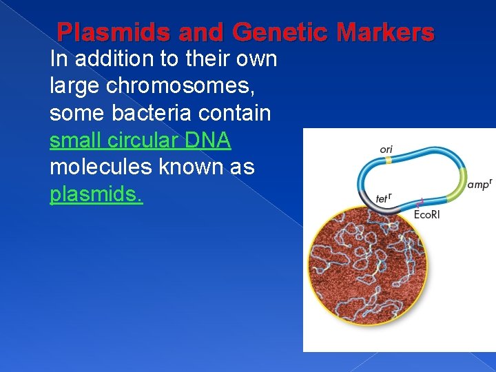 Plasmids and Genetic Markers In addition to their own large chromosomes, some bacteria contain
