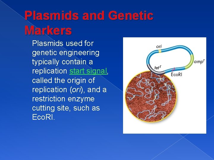 Plasmids and Genetic Markers Plasmids used for genetic engineering typically contain a replication start
