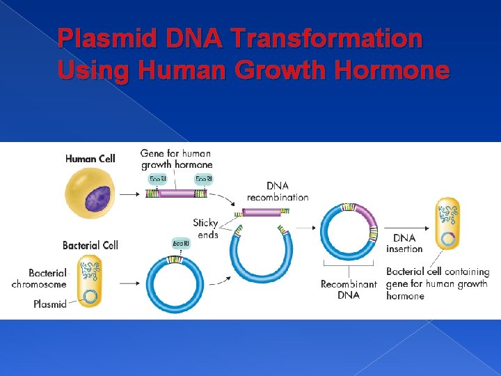 Plasmid DNA Transformation Using Human Growth Hormone 