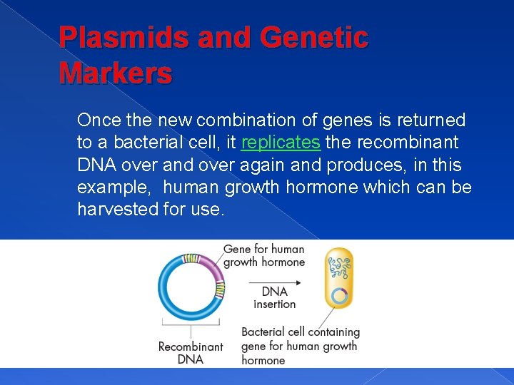 Plasmids and Genetic Markers Once the new combination of genes is returned to a