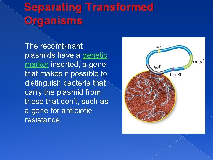Separating Transformed Organisms The recombinant plasmids have a genetic marker inserted, a gene that