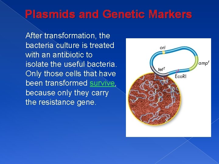 Plasmids and Genetic Markers After transformation, the bacteria culture is treated with an antibiotic