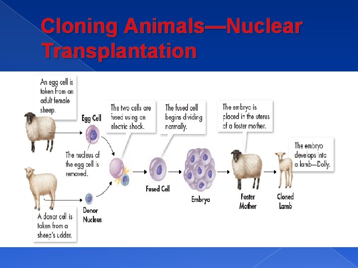 Cloning Animals—Nuclear Transplantation 