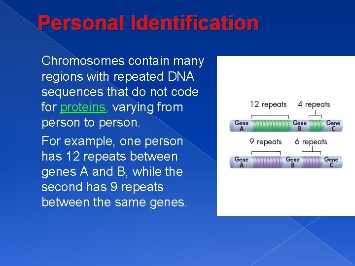 Personal Identification Chromosomes contain many regions with repeated DNA sequences that do not code