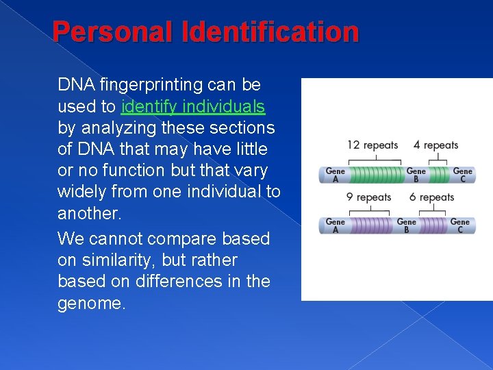 Personal Identification DNA fingerprinting can be used to identify individuals by analyzing these sections
