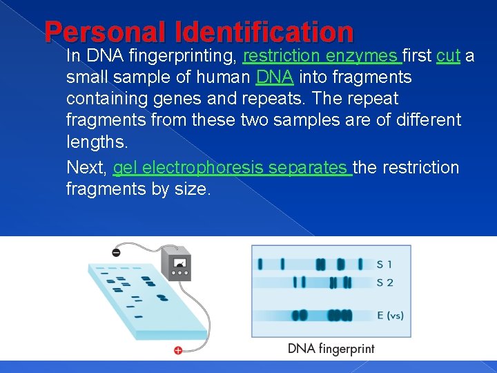 Personal Identification In DNA fingerprinting, restriction enzymes first cut a small sample of human