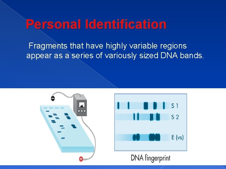 Personal Identification Fragments that have highly variable regions appear as a series of variously