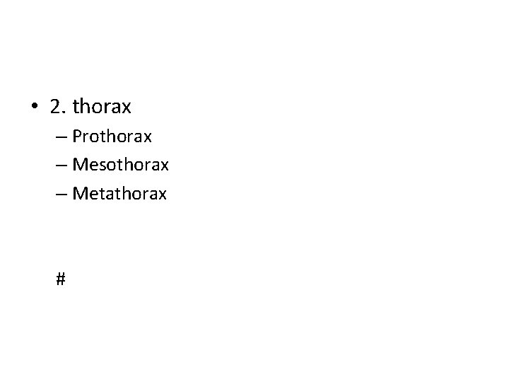  • 2. thorax – Prothorax – Mesothorax – Metathorax # 