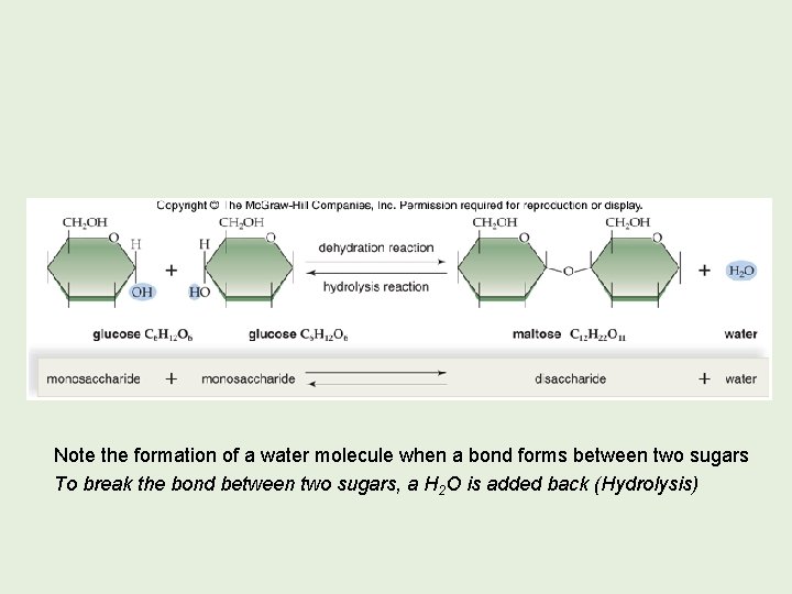 Note the formation of a water molecule when a bond forms between two sugars