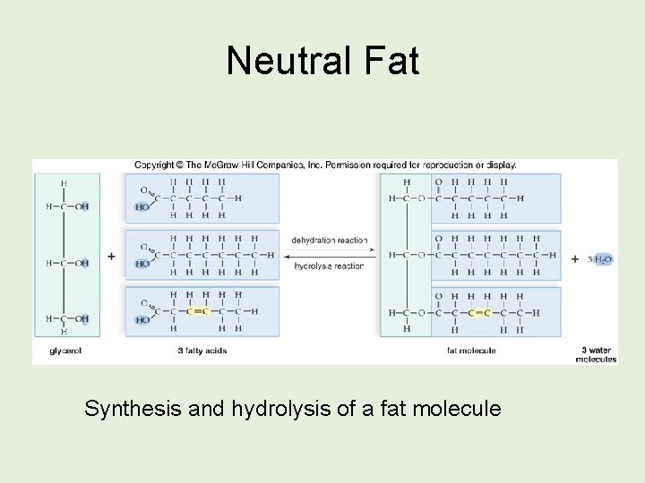 Neutral Fat Synthesis and hydrolysis of a fat molecule 