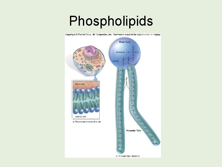 Phospholipids 