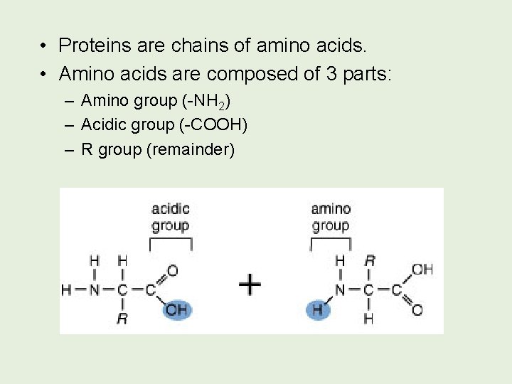  • Proteins are chains of amino acids. • Amino acids are composed of