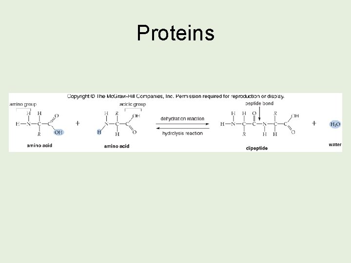 Proteins 