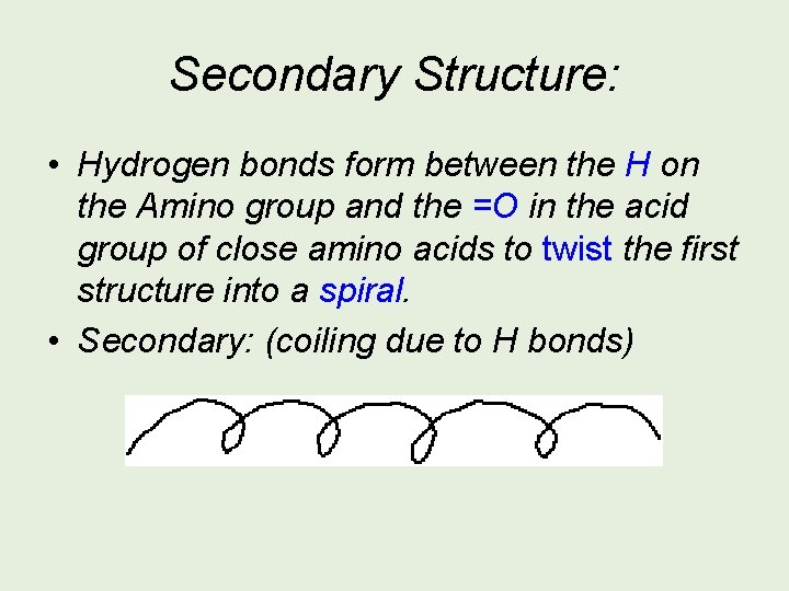Secondary Structure: • Hydrogen bonds form between the H on the Amino group and
