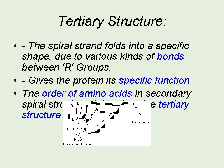 Tertiary Structure: • - The spiral strand folds into a specific shape, due to