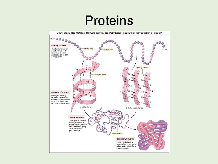 Proteins 