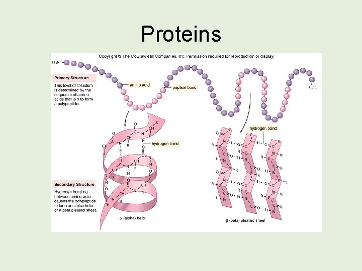 Proteins 