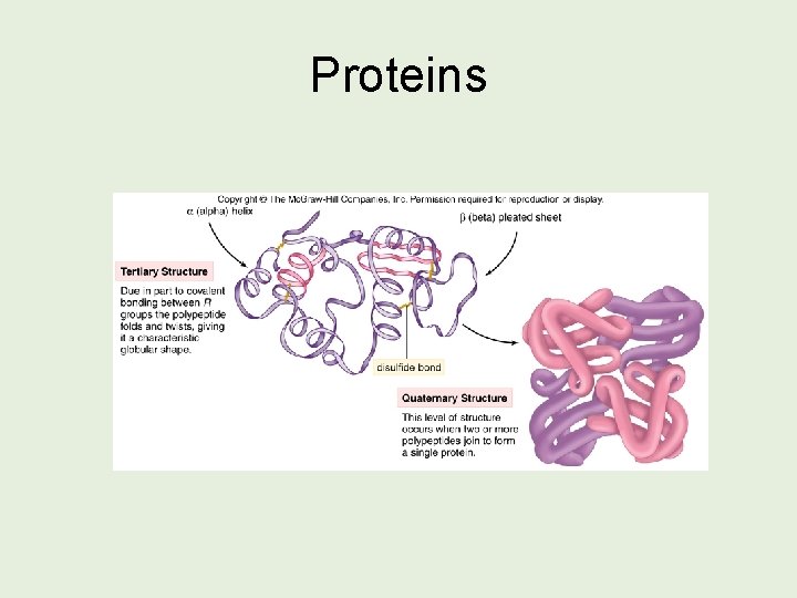 Proteins 