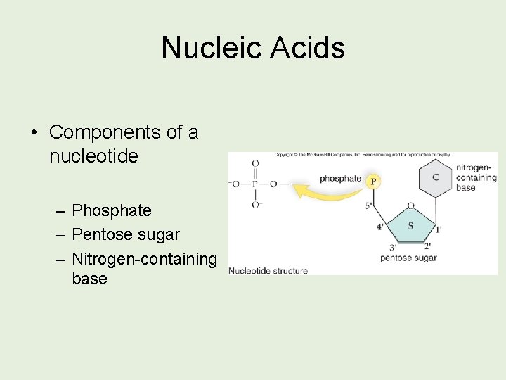Nucleic Acids • Components of a nucleotide – Phosphate – Pentose sugar – Nitrogen-containing