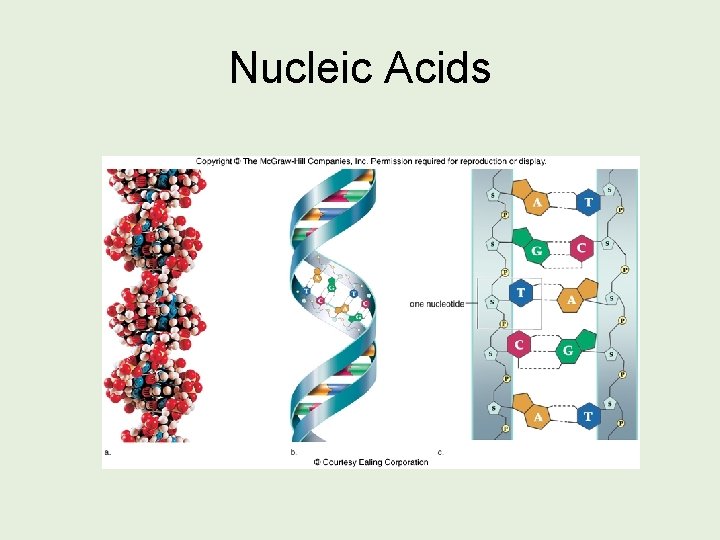 Nucleic Acids DNA Structure 